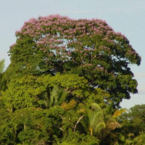 Дерево Cumaru