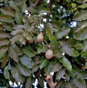 Плоды дерева Cumaru